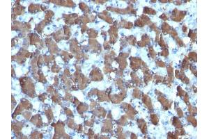 Formalin-fixed, paraffin-embedded human Liver stained with HepPar-1 Mouse Monoclonal Antibody (HepPar1). (Hepatocyte Specific Antigen Antikörper)
