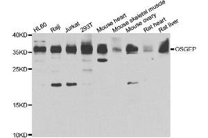 Western blot analysis of extracts of various cell lines, using OSGEP antibody. (OSGEP Antikörper)