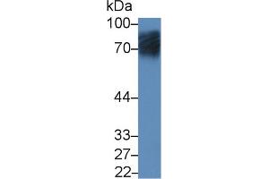 Western blot analysis of Human HeLa cell lysate, using Human SLC3A2 Antibody (12 µg/ml) and HRP-conjugated Goat Anti-Rabbit antibody (