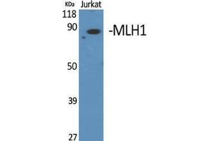 Western Blot (WB) analysis of specific cells using MLH1 Polyclonal Antibody. (MLH1 Antikörper  (Internal Region))