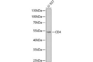 Western blot analysis of extracts of U-937 cells, using CD4 antibody (ABIN6132069, ABIN6138186, ABIN6138188 and ABIN6213820) at 1:500 dilution.