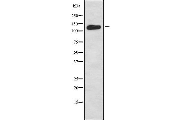 WDHD1 Antikörper  (Internal Region)