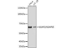 U2AF2 Antikörper