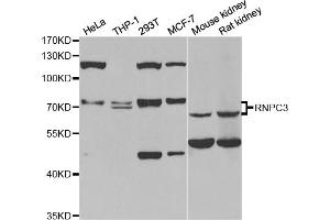 Western blot analysis of extracts of various cell lines, using RNPC3 antibody (ABIN5973747) at 1/1000 dilution. (RNP Antikörper)