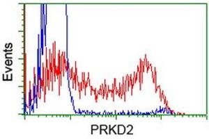 HEK293T cells transfected with either RC215335 overexpress plasmid (Red) or empty vector control plasmid (Blue) were immunostained by anti-PRKD2 antibody (ABIN2453515), and then analyzed by flow cytometry. (PKD2 Antikörper)