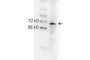 anti NFKB p65 (Rel A) monoclonal antibody  was used to detect ~65 kD band (red arrow) in HeLa whole cell lysate. (NF-kB p65 Antikörper  (C-Term))