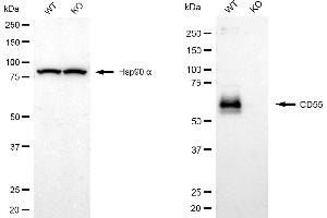 Western blotting analysis using CD55 antibody (ABIN7798142).
