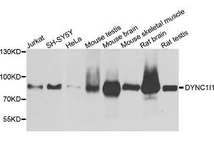 Western blot analysis of extract of various cells, using DYNC1I1 antibody. (DYNC1I1 Antikörper)