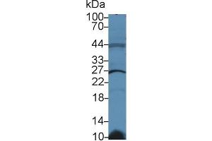Western Blot; Sample: Human Raji cell lysate; Primary Ab: 2µg/ml Rabbit Anti-Rat GSTk1 Antibody Second Ab: 0.