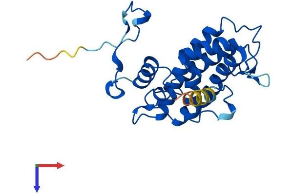 MOBKL3 Protein (AA 1-225) (His tag)
