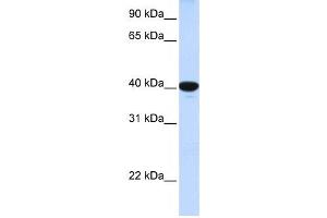 Western Blotting (WB) image for anti-Glucose 6-Phosphatase, Catalytic (G6PC) antibody (ABIN2458824) (G6PC Antikörper)
