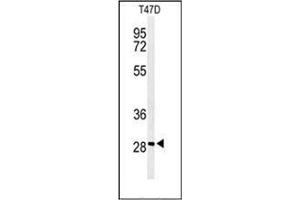Western blot analysis of ARHGAP19 Antibody (Center) in T47D cell line lysates (35ug/lane).