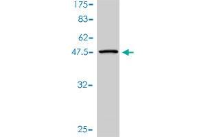 Western Blot detection against Immunogen (45.