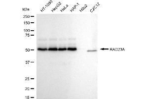 Western blotting analysis using RAD23A antibody (ABIN7800116). (Rekombinanter RAD23A Antikörper)