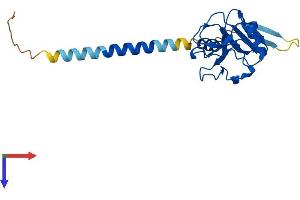CLEC4E Protein (AA 1-214) (His tag)