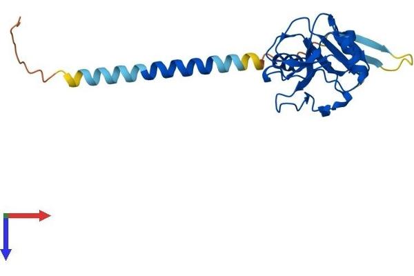 CLEC4E Protein (AA 1-214) (His tag)