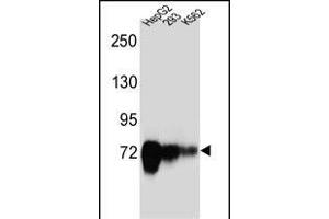 CDH22 Antibody (Center) (ABIN657168 and ABIN2846301) western blot analysis in HepG2,293,K562 cell line lysates (35 μg/lane). (CDH22 Antikörper  (AA 411-440))