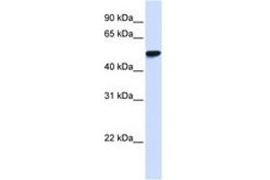 Image no. 1 for anti-WD Repeat Domain 4 (WDR4) (AA 36-85) antibody (ABIN6740726) (WDR4 Antikörper  (AA 36-85))