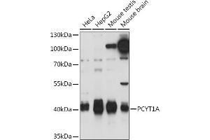 Western blot analysis of extracts of various cell lines, using PCYT1A Rabbit pAb (ABIN7269276) at 1:1000 dilution. (PCYT1A Antikörper  (AA 1-100))