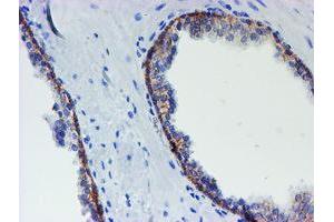 Image no. 1 for anti-Myeloid Leukemia Factor 1 (MLF1) antibody (ABIN1499498)
