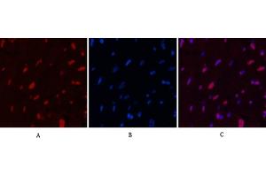 Immunofluorescence analysis of rat heart tissue. (Histone H2B Antikörper)