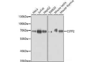Western blot analysis of extracts of various cell lines using CSTF2 Polyclonal Antibody at dilution of 1:3000. (CSTF2 Antikörper)