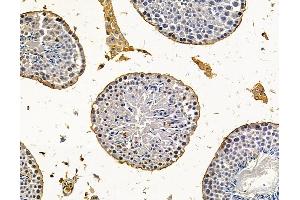 OVOS2 Antibody at 1/100 staining mouse testis tissue by IHC-P. (OVOS2 Antikörper)
