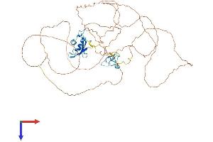 TAF15 Protein (AA 1-592) (His tag)