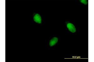 Immunofluorescence of purified MaxPab antibody to BRPF1 on HeLa cell.