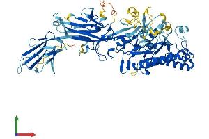 AlphaFold protein structure predicition of Mouse Recombinant Padi6 Protein, UniprotID Q8K3V4