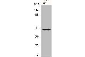 Western Blot analysis of A549 cells using FoxB2 Polyclonal Antibody (FOXB2 Antikörper  (Internal Region))