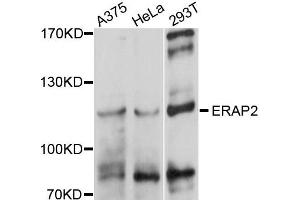 Western blot analysis of extracts of various cells, using ERAP2 antibody. (ERAP2 Antikörper)