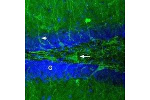 Expression of GABRA1 in rat brain - Immunohistochemical staining of rat dentate gyrus using Anti-GABA(A) α1 Receptor (extracellular)-ATTO Fluor-488 Antibody (ABIN7043184) (green). (GABRA1 Antikörper  (Extracellular, N-Term) (Atto 488))