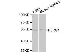 Western blot analysis of extracts of various cell lines, using PLRG1 antibody (ABIN6003654) at 1/1000 dilution. (PLRG1 Antikörper)