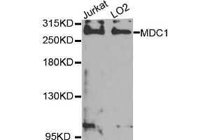 Western blot analysis of extracts of various cell lines, using MDC1 antibody (ABIN5974564) at 1/1000 dilution. (MDC1 Antikörper)