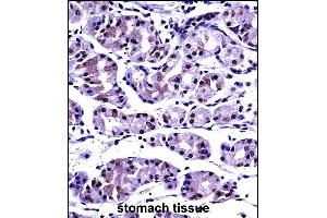 P2CB Antibody (C-term) ((ABIN657687 and ABIN2846679))immunohistochemistry analysis in formalin fixed and paraffin embedded human stomach tissue followed by peroxidase conjugation of the secondary antibody and DAB staining. (PPP2CB Antikörper  (C-Term))