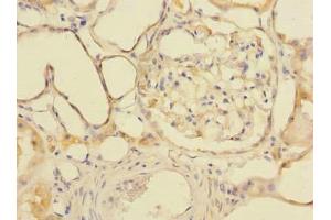 Immunohistochemistry of paraffin-embedded human kidney tissue using ABIN7154172 at dilution of 1:100