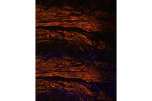 Immunofluorescence (IF) image for anti-Myosin Regulatory Light Polypeptide 9 (MYL9) (AA 1-100) antibody (ABIN3023463)