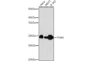 Western blot analysis of extracts of various cell lines, using TFAM Rabbit mAb (ABIN3023684, ABIN3023685, ABIN3023686, ABIN1680049 and ABIN1680050) at 1:1000 dilution. (TFAM Antikörper)