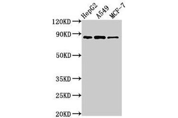 GLE1 anticorps  (AA 141-380)