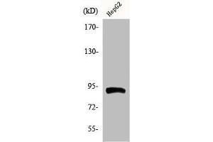 Western Blot analysis of HepG2 cells using Phospho-HSP90β (S254) Polyclonal Antibody (HSP9AB1 (pSer254) Antikörper)