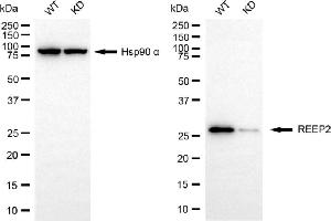 Western blotting analysis using REEP2 antibody (ABIN7800154).