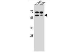 TBX6 Antibody (Center W158) western blot analysis in mouse liver tissue and Hela cell line lysates (35µg/lane). (T-Box 6 Antikörper  (Middle Region))