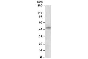 Western blot testing of human cerebellum lysate with E2F4 antibody at 2ug/ml. (E2F4 Antikörper)