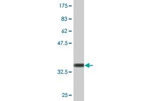 Western Blot detection against Immunogen (38. (JNK Antikörper  (AA 318-427))