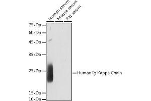 Western blot analysis of extracts of various cell lines, using Human Ig Kappa Chain antibody (ABIN7267846) at 1:1000 dilution. (IGKC Antikörper)
