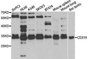 Western blot analysis of extracts of various cell lines, using SLAMF7 antibody. (SLAMF7 Antikörper)