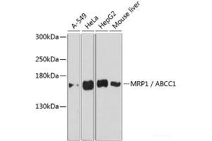 Western blot analysis of extracts of various cell lines using MRP1 / ABCC1 Polyclonal Antibody at dilution of 1:3000. (ABCC1 Antikörper)