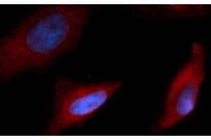 Immunofluorescence (IF) image for anti-Interleukin 15 (IL15) (AA 49-162) antibody (PE) (ABIN5565745)