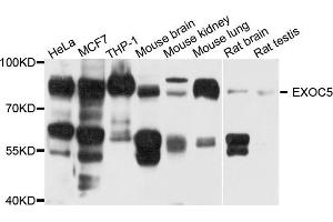 Western blot analysis of extract of various cells, using EXOC5 antibody.